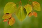 USA-Washington State-Seabeck Close-up of katsura tree leaves in spring Art Print